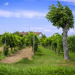 Poster - Landscape with the image of an Italian countryside