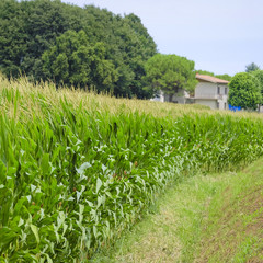 Poster - Landscape with the image of an Italian countryside