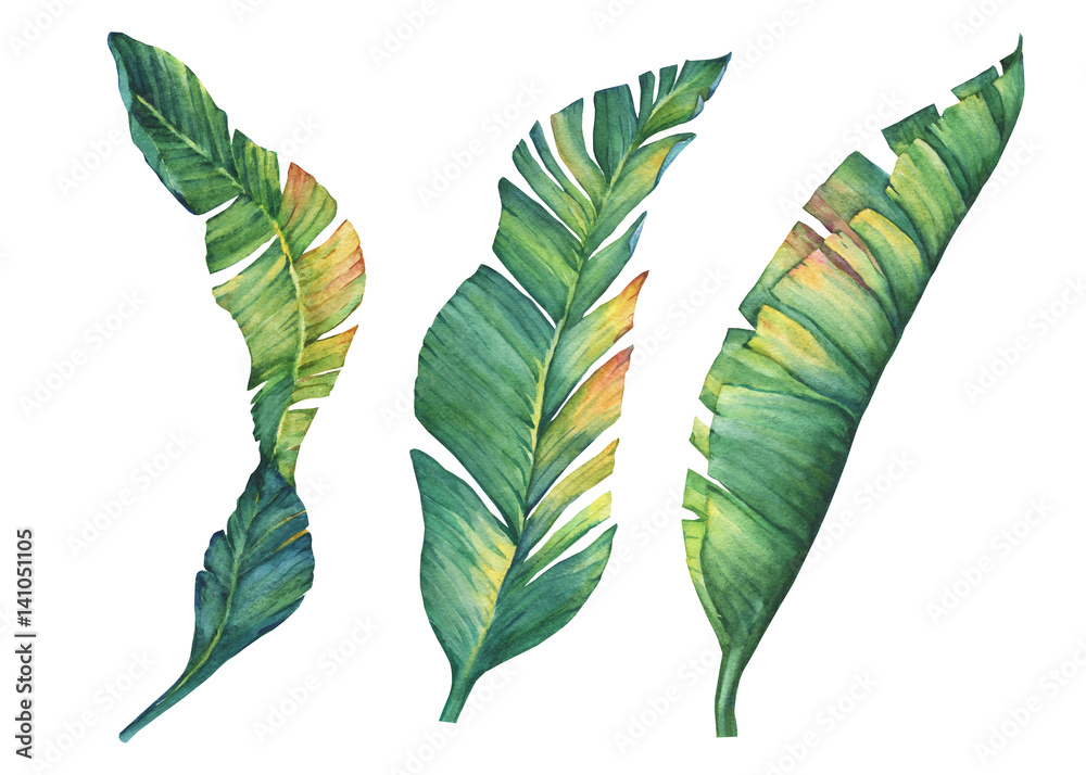 Set of exotic tropical banana leaves. Hand drawn watercolor painting on white background. - obrazy, fototapety, plakaty 