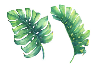 Set of big tropical green leaf of Monstera plant. Hand drawn watercolor painting on white background.