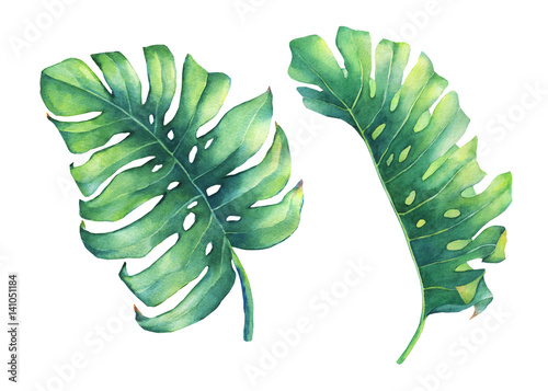 Fotografie, Obraz Set of big tropical green leaf of Monstera plant