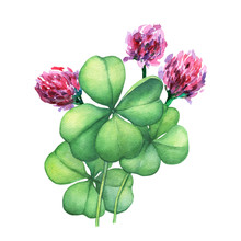 Green Four Leaf Clover With Pink Flowers. Hand Drawn Watercolor Painting On White Background.