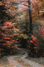 Winding Path And Trees In Autumn 