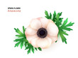 vector illustration of isolated realistic blooming anemone flower with leaves