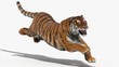 Tiger Amur (3D)