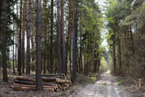 Fototapeta Na sufit - A pile of pine logs near a road in the forest