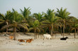 Cows on Paradise beach in Cap Skirring, Casamance, Senegal