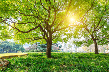 Wall Mural - Green tree in Shanghai City Park