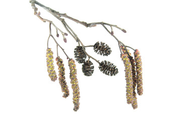 Wall Mural - Alder branch with catkins isolated on white background. Branch of black alder (Alnus glutinosa) with male inflorescence and mature cones
