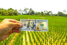 One Hundred Dollars Bill In Hand On Plantation Green Background.