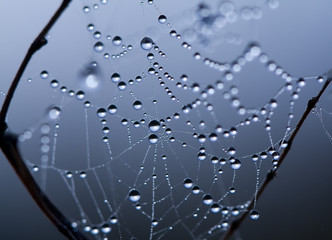 Wall Mural - spider web covered water drops