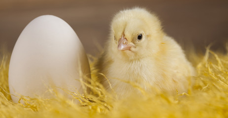 Baby chick