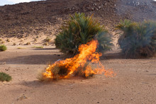 Dry Burning Bush In The Sahara Desert