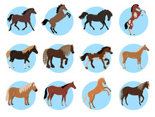 Horses Colourful Banner In Blue Circles On White