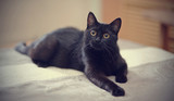 Fototapeta Koty - Black cat with yellow eyes lies on a sofa.