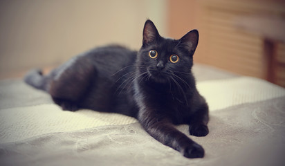 Wall Mural - Black cat with yellow eyes lies on a sofa.