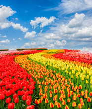Rows Of Red, Orange And Yellow Tulip Flowers Stripes Under Blue Sky, Netherlands
