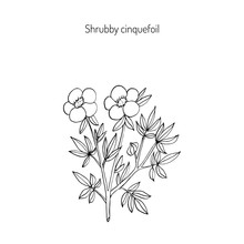 Shrubby Cinquefoil Plant