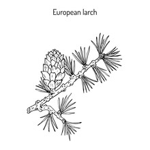 Larch Cone And Branch
