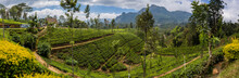 Panorama Of Tea Plantations And Mountains At Nuwara Eliya, Sri Lanka