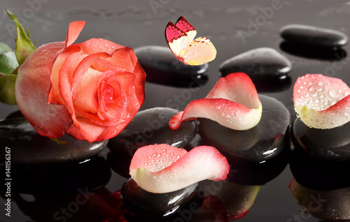 Fototapeta na wymiar Spa stones and rose petals and butterfly over black background