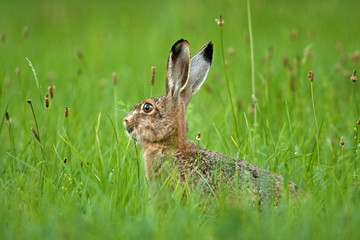 Wall Mural - european hare, lepus europaeus, czech republic