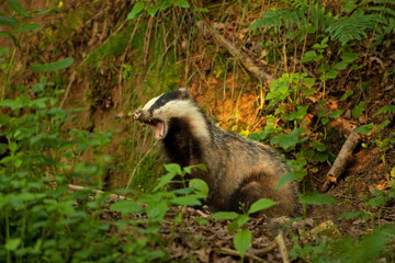 Sticker - european badger , meles meles, Czech republic