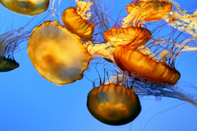 Golden Jellyfish In Blue Water