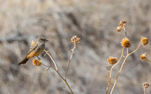 Say's Phoebe In Central New Mexico