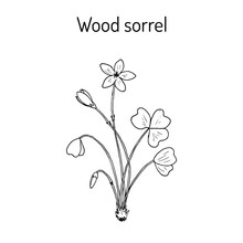Wood Sorrel, Wild Flower
