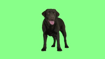 Poster - brown labrador wags his tail on a green background