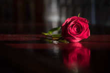 Single Red Rose On A Polished Bar Against A Dark Blurred Background