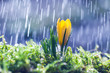 Yellow crocus on background spring rain