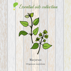 Wall Mural - marjoram, essential oil label, aromatic plant.