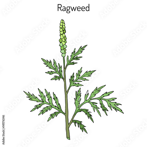 Photographie Common ragweed Ambrosia artemisiifolia
