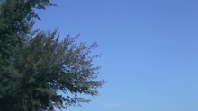 Branches Of Pine-tree Are Blown About On A Background Blue Sky