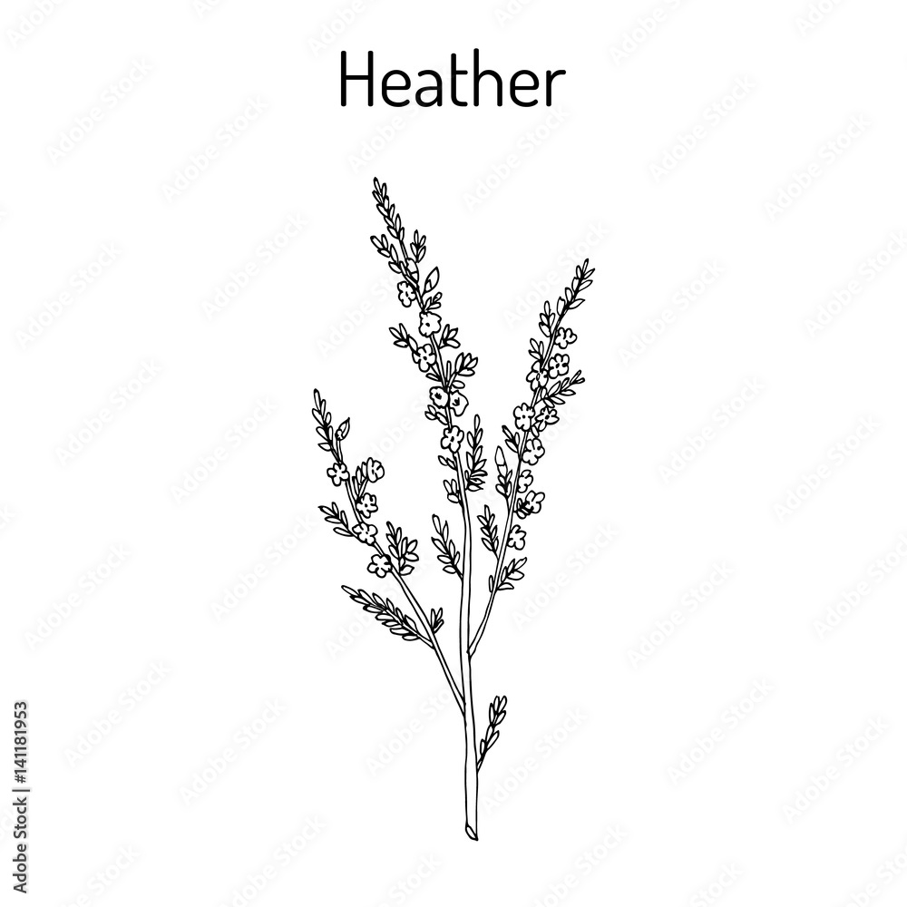Heather calluna vulgaris branch with leaves and flowers - obrazy, fototapety, plakaty 