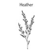 Heather calluna vulgaris branch with leaves and flowers