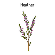Heather Calluna Vulgaris Branch With Leaves And Flowers - Medicinal And Honey Plant