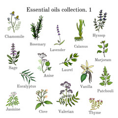 Wall Mural - Set of essential oil plants. Hand drawn ector illustration