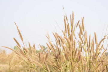 Naklejka na meble grass field flower of garden landscape in nature background