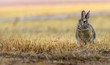 Serious, concentrated cottontail bunny rabbit in the yellow grass in the field, meadow with rain drops on his fur. Wildlife, closeup. After the rain.