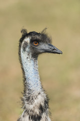 Wall Mural - Ostrich bird head