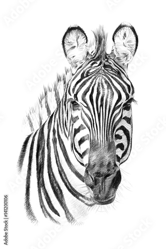 Fototapeta na wymiar Portrait of zebra drawn by hand in pencil