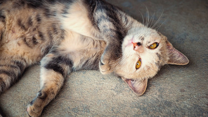 Black and white cat sleeping on concrete background, Cat portrait