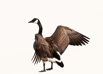 canadian goose isolated cutout