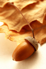 Wall Mural - Fresh acorn with dried leaves