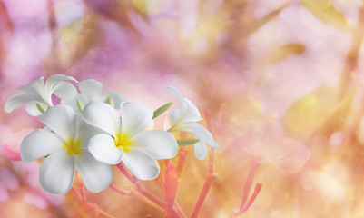 Wall Mural - White flower plumeria bunch on bokeh pink background