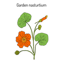Garden Nasturtium Tropaeolum Majus , Or Indian, Or Monks Cress. Ornamental And Medicinal Plant