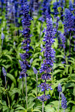 Blue Salvia Flowers